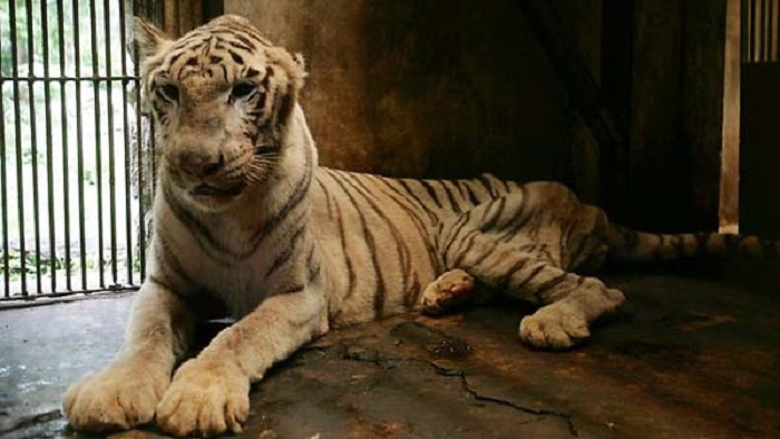 Indonésie: un tigre meurt au «zoo de la mort»